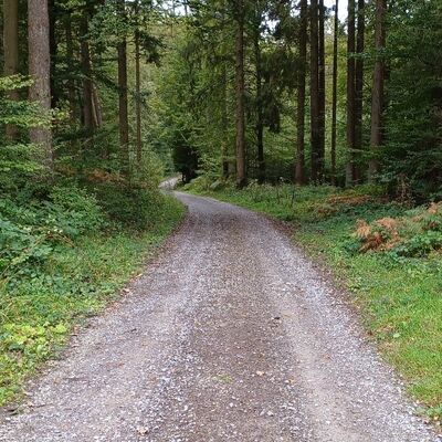 Ehemaliger Transportweg der Windkraftanlagen am Grainer Eck (Foto: Ehlermann)